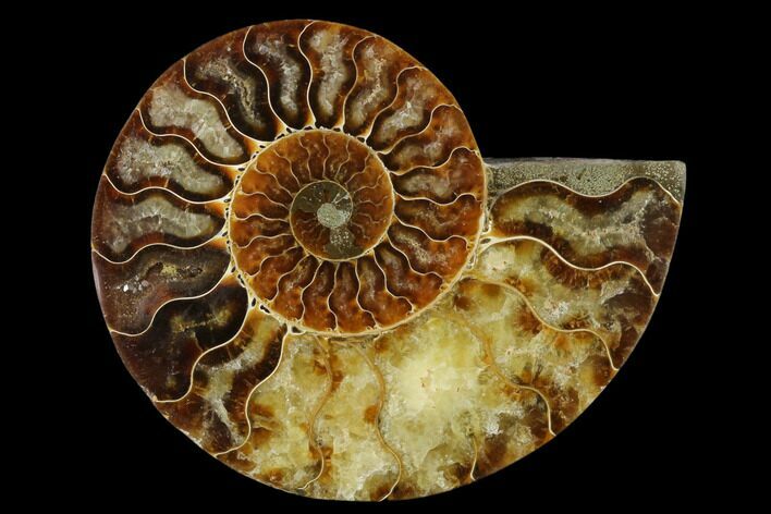 Agatized Ammonite Fossil (Half) - Madagascar #139683